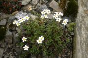 Androsace dasyphylla